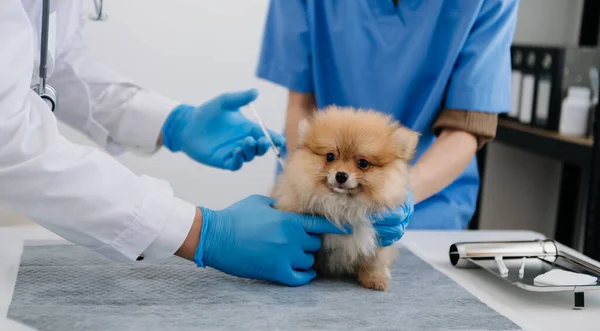 Two doctors are examining him. Veterinary medicine concept. Pomeranian dog in a veterinary clinic