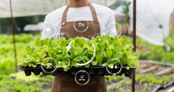 male hands gardening lettuce in farm  with growth process and chemical formula on green background. With visual icons