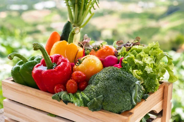 Wooden Crate Filled Fresh Organic Vegetables Sun Light — Stock Photo, Image