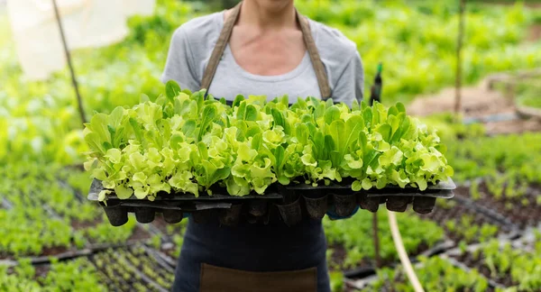 Agricoltore Donna Con Insalata Fresca Verdure Impianti Idroponici Aziende Agricole — Foto Stock