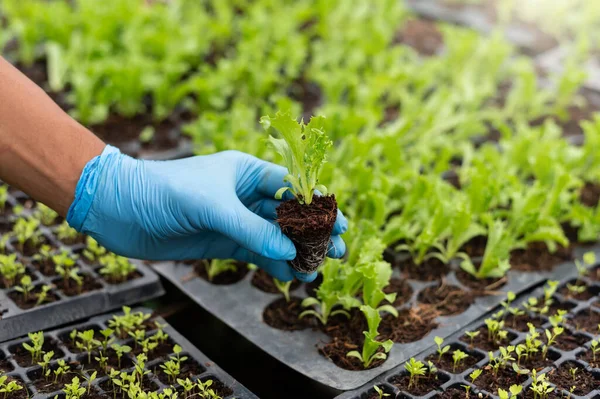 Close-up of a man hand gardening lettuce in farm