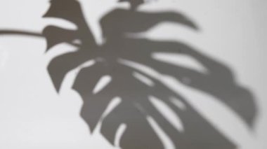 Küçük palmiye yapraklı beyaz duvar, biçilen gölge. 