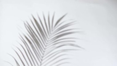 Küçük palmiye bitkisi olan beyaz duvar. hareket eden dal gölgesi