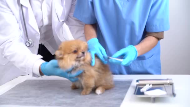 Поморская Собака Получает Инъекцию Вакцины Время Приема Ветеринарную Клинику — стоковое видео