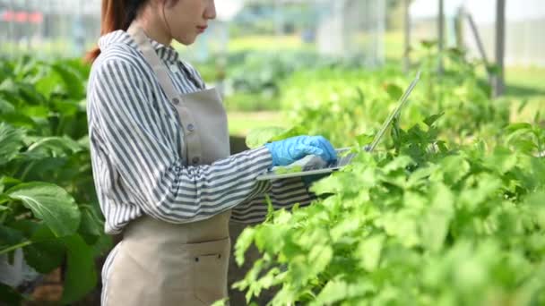 Femme Agricultrice Asiatique Regardant Des Plantes Vertes Biologiques Utilisant Ordinateur — Video