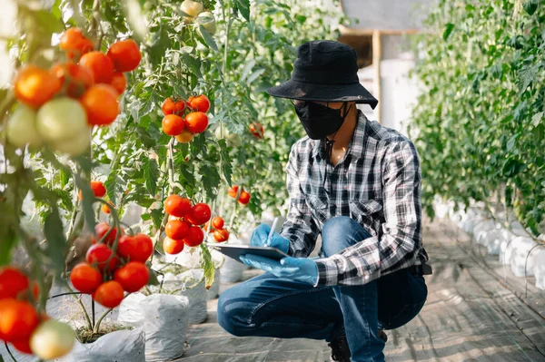 farmer man watching organic tomatoes in greenhouse, Farmers working in smart farming