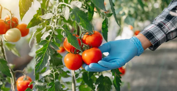 Una Mujer Agricultora Tiene Una Cosecha Tomates Sus Manos Invernadero — Foto de Stock