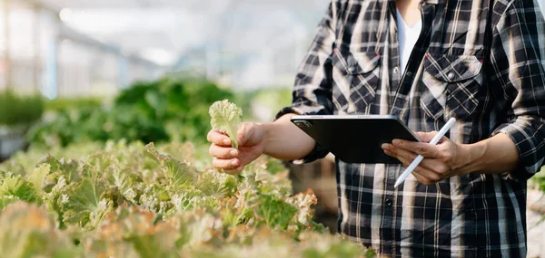 Close up of a woman hands gardening lettuce in farm  Smart farmer using a technology for studying