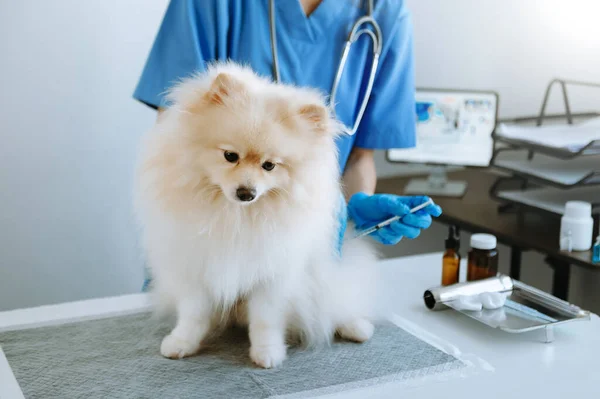 cute dog getting injection with vaccine during appointment in veterinary clinic