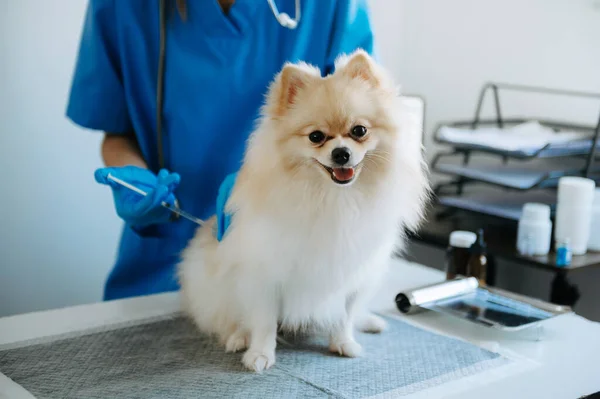 Cute Dog Getting Injection Vaccine Appointment Veterinary Clinic — Fotografia de Stock