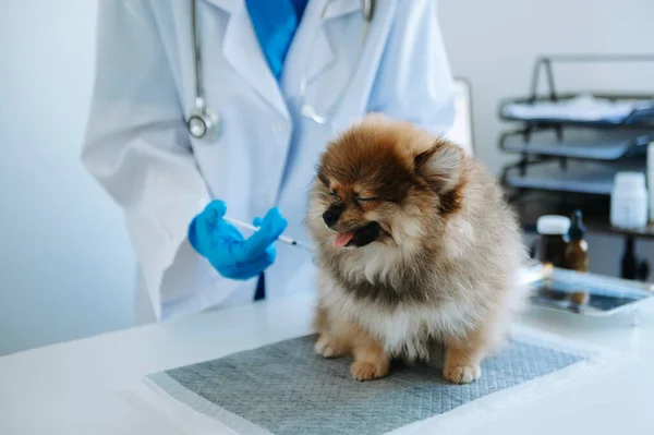 cute dog getting injection with vaccine during appointment in veterinary clinic