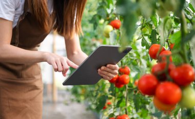 Agriculture uses production control tablets to monitor quality vegetables and tomatoes at greenhouse. Smart farmer using a technology for studying 