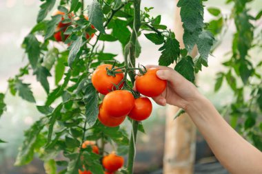 Bir kadın çiftçi elinde domates mahsulü tutuyor. Seçici sera, odaklan. Doğa.
