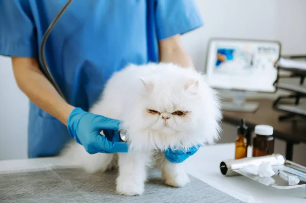 Vet examining kitten with stethoscope in animal hospital