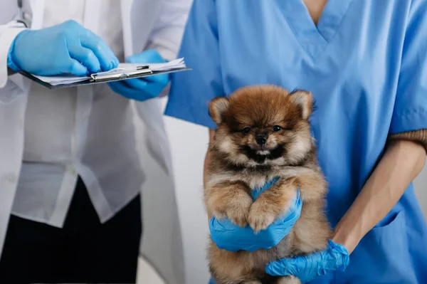 Two doctors are examining him. Veterinary medicine concept. Pomeranian in a veterinary clinic