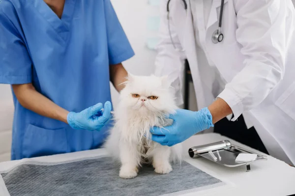 Vet examining cat with stethoscope in animal hospital