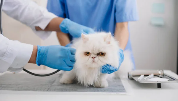 Vet examining cat with stethoscope in animal hospital