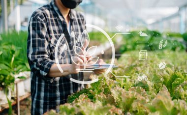 Man hands gardening lettuce in farm  with growth process and chemical formula on green background. With visual icon