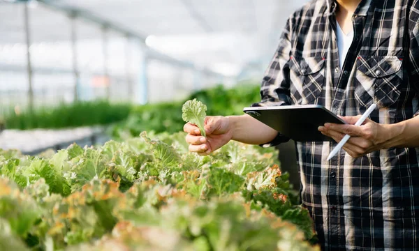 man hands gardening lettuce in farm  Smart farmer using a technology for studying