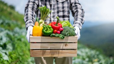 Farmer man holding wooden box full of fresh raw vegetables. Basket with fresh organic vegetable  and peppers in the hands. in sunlight