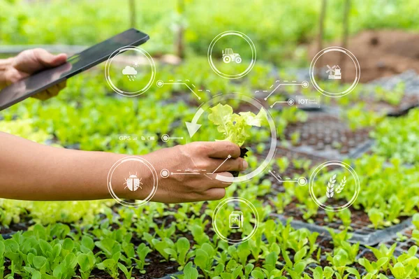 Smart farmer using application by smartphone concepts modern agricultural technology and visual icon.Smart farming