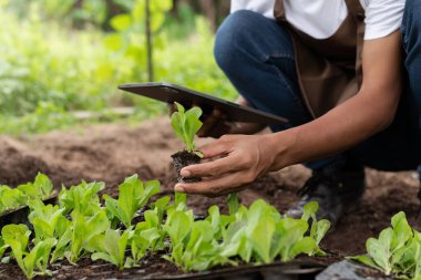 Close-up of a man hands gardening lettuce in farm 