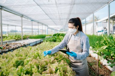 Asian farmer using digital tablet inspecting fresh vegetable in organic farm. Agriculture technology and smart farming concept