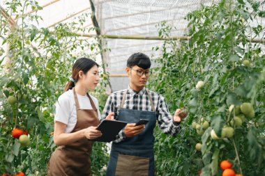 Asian woman and  man farmer working together in organic tomato  farm. using tablet inspect quality of tomato in greenhouse garden. Smart farming 
