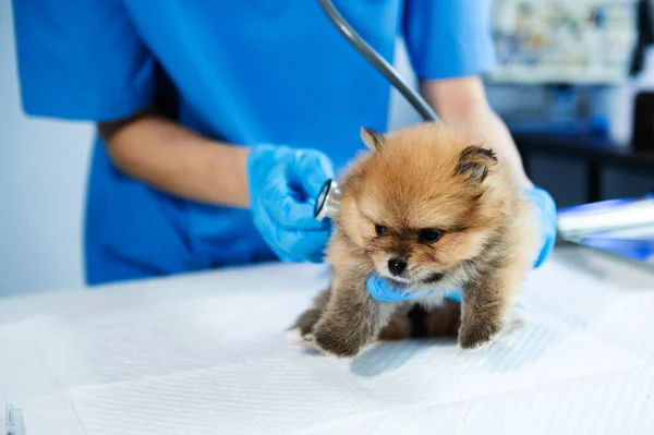 Vet listening Pomeranian dog with stethoscope in veterinary clinic in animal hospital