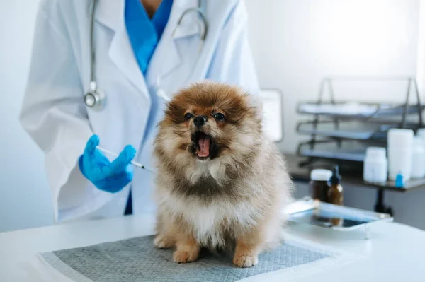 Vet and Pomeranian dog  in veterinary clinic. in a veterinary clinic