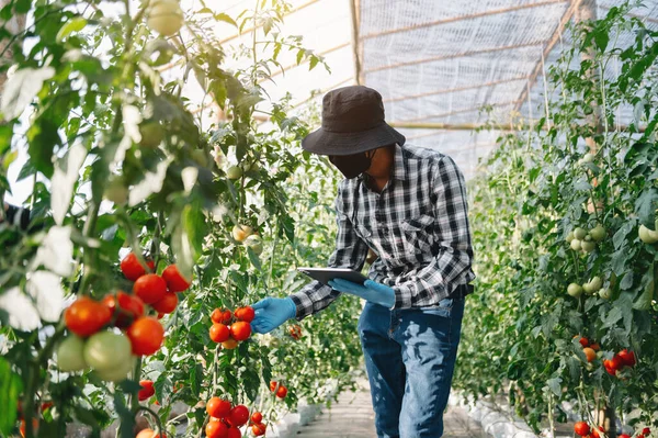 farmer woman watching organic tomatoes using digital tablet in greenhouse, Farmers working in smart farming