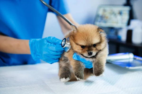 Vet listening Pomeranian dog with stethoscope in veterinary clinic in animal hospital
