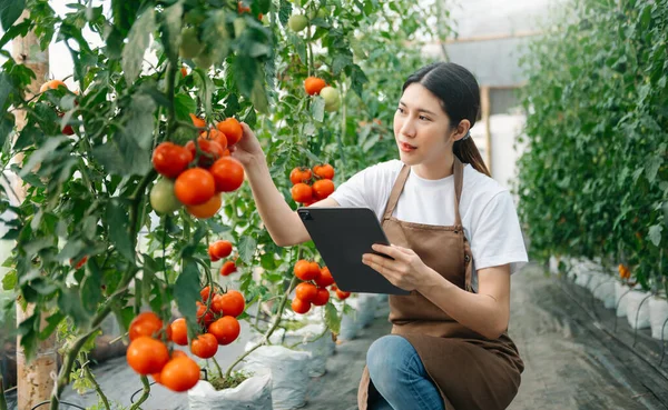 farmer woman watching organic tomatoes using digital tablet in greenhouse, Farmers working in smart farming