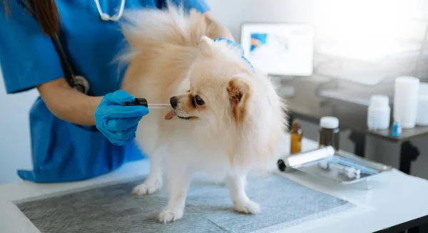 cute Pomeranian dog  in veterinary clinic