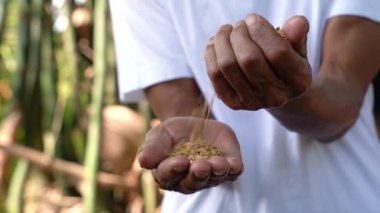 Hands holding on seed ,Seeding,Seedling,Agriculture. rice seed