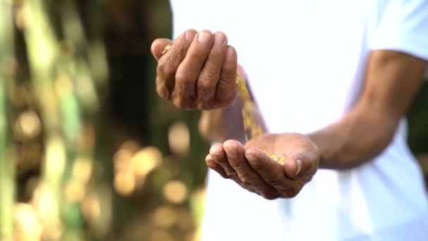 Hands Holding Seed Seeding Seedling Agriculture Rice Seed — Wideo stockowe