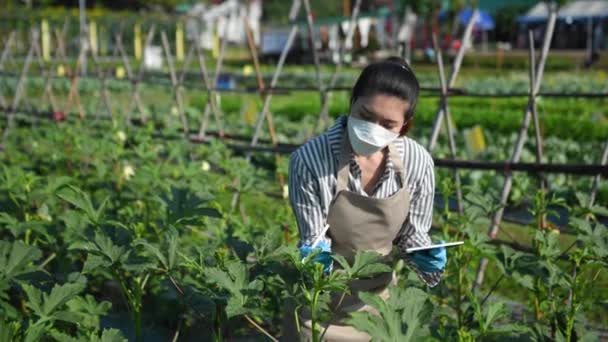Asian Woman Farmer Inspects Plants Digital Tablet Greenhouse Plantation Smart — Vídeo de stock