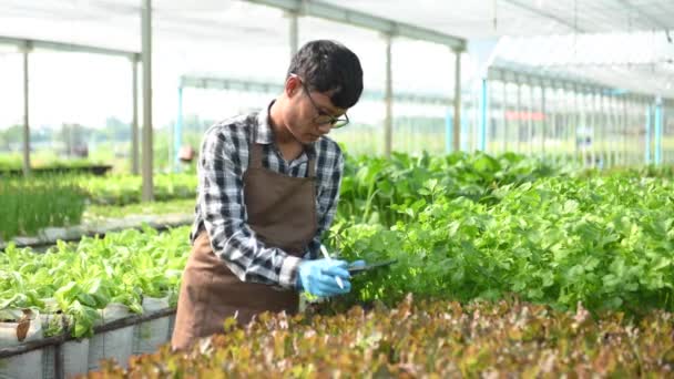 Asian Man Farmer Inspects Plants Digital Tablet Greenhouse Plantation Smart — Wideo stockowe
