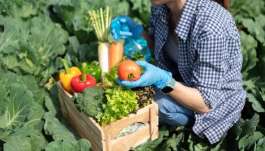 Farmer woman holding wooden box full of fresh raw vegetables. Basket with fresh organic vegetable  and peppers in the hands. in sunlight