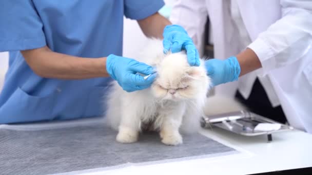 Tierarzt Zur Behandlung Kranker Katzen Pflege Der Tiergesundheit Konzept Tierklinik — Stockvideo
