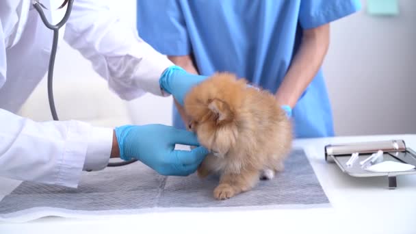 Vet Listening Pomeranian Dog Stethoscope Veterinary Clinic Animal Hospital — Vídeo de stock