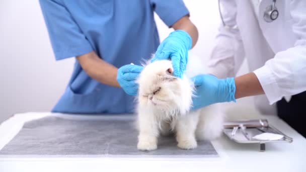 Veterinary Treating Sick Cat Maintain Animal Health Concept Animal Hospital — Stock Video