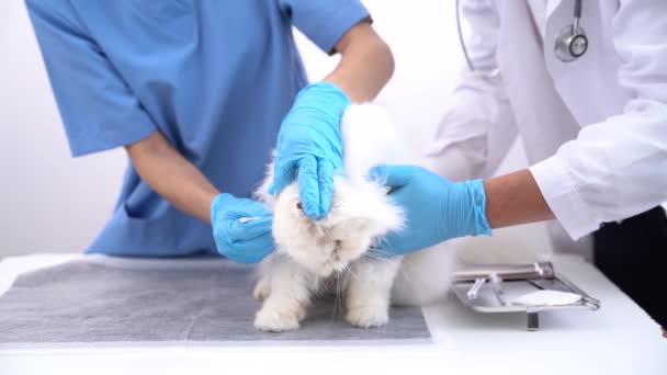Állat Egészségügyi Kezelés Beteg Macska Fenntartása Állat Egészségügyi Koncepció Állatkórház — Stock videók