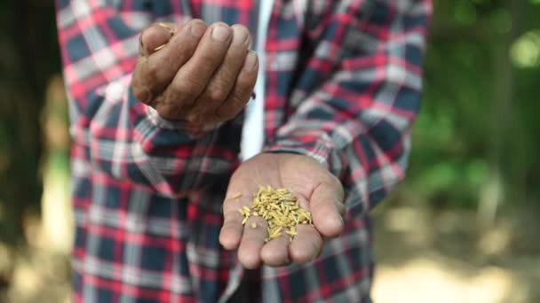 Hand Holding Seeds Seeding Seedling Agriculture Rice Seeds — Wideo stockowe