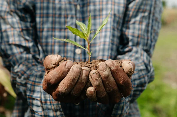 Man hands grabbing earth with a plant.The concept of farming and business growth