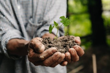 Man hands grabbing earth with a plant.The concept of farming and business growth. 