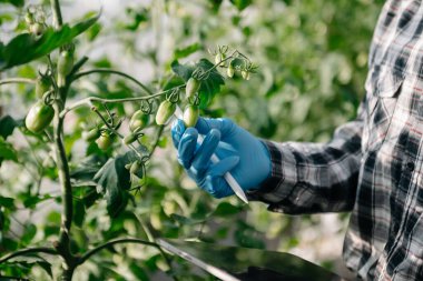 Farmer woman using digital tablet computer in field, technology application in agricultural growing activity