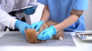 Vet listening Pomeranian dog with stethoscope in a veterinary clinic