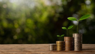 The seedlings are growing on the coins that are stacked together against of morning sunlight