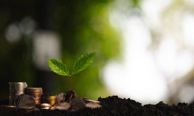 The seedlings are growing on the coins that are stacked together against of morning sunlight